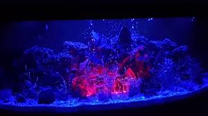 Aquarium Led Light Changing Colour Youtube Led Aquarium Lighting Aquarium Led Led Lights