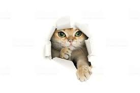 Golden Shaded British Shorthair Cat Peeking Out Of Torn Paper Funny Cat Wallpaper Cat Background Funny Cats