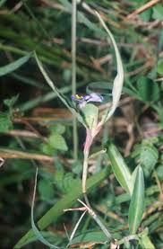 Image result for Commelina zambesica