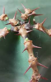 Image result for Euphorbia cooperi