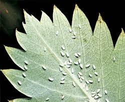 Department it's usually easy to spot cottony cushion scales. Whitefly Insect Britannica