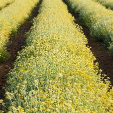 Image result for Helichrysum