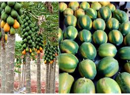 Image result for Cylicomorpha parviflora