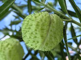 Image result for Gomphocarpus fruticosus