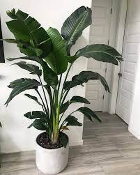 Check spelling or type a new query. Artificial Plants Indoor Plants Banana Tree