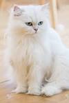 Persian Cat Breed Profile | Petfinder