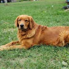 The first tenfield litter was born in 1989. You Need To See These 4 Dazzling Golden Retriever Colors K9 Web