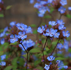 Image result for Ceratostigma willmottianum