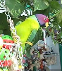 Parakeets Types Of Parakeets Parakeet Information