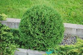 Туя западная вудварди (thuja occidentalis woodwardii). Thuja Occidentalis Woodwardii Kod Tuya Zahidna Woodwardii