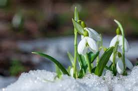 9 Different Types Of Snowdrop Flowers Home Stratosphere