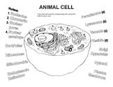 See the category to find more printable coloring sheets. Animal Cell Coloring Worksheet Teachers Pay Teachers