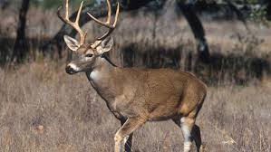We answer these questions and more. Deer Hunting Gun Season Underway In Ohio Eagle Country 99 3