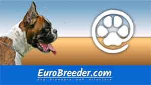 The adoption fee required to adopt a rescued boxer is considered a donation. Deutscher Boxer German Boxer Breeders And Kennels Eurobreeder Com