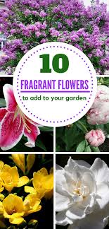 We did not find results for: If You Want A Fragrant Garden Make Sure To Plants A Few Of These Best Smelling Flowers In Your Garden Best Smelling Flowers Smelling Flowers Fragrant Garden