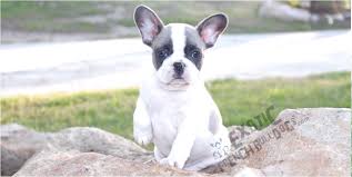 So cal bulldog rescue phone: French Bulldog Rescue San Diego