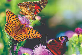 Berangkat ke Sekolah Karya : Rafika Balqis Aulia Putri 