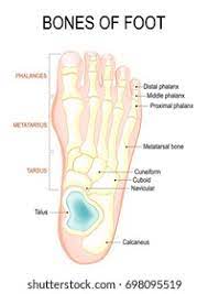 Foot Diagram Images Stock Photos Vectors Shutterstock