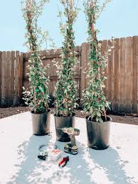 Jasmine are known for their beautiful flowers and shining leaves. Diy Trellis For 10 Ourfauxfarmhouse Com