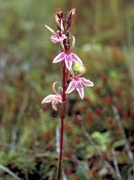 Image result for Lobelia chireensis