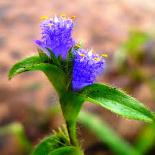 Image result for Cyanotis longifolia