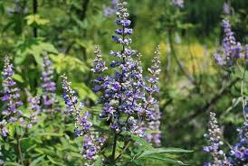 Image result for Vitex