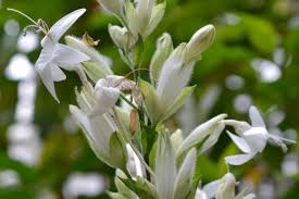 Image result for Whitfieldia