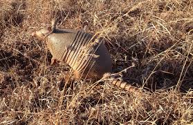 March 25, 2021 0 comments. Tips For Managing Nuisance Armadillo Oklahoma State University