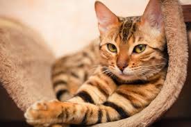 The orange tabby cat is one of the puffle creatures, which became adoptable for the first time at the beginning of the puffle party 2014. How To Identify A Bengal Cat With Examples Illustration