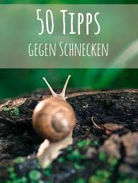 Schnecke Garten Schnecken Im Garten Garten Bepflanzen