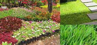 Jenis tanaman hias adalah tanaman yang sengaja di tanam dan memiliki daya tarik tersendiri bagi pemiliknya. Jual Dan Supplier Tanaman Hias Ground Harga Murah Taman Cipta Alam