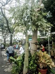 Check spelling or type a new query. 10 Feet Tall Rare Variegated Pachira Aquatica Variegated Money Tree Furniture Home Living Gardening Plants Seeds On Carousell