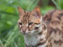 They rescue lions, tigers, and leopards. Hybrids Archives Wildcat Ridge Sanctuary