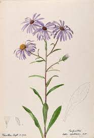 N18 W1150 Aster Flower Tattoos Flower Sketches Vintage Flower Prints