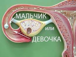 как определить пол ребенка по месяцу зачатия и возрасту матери Zhenshiny Hotyat Znat Ob Osobennostyah Ego Razvitiya I Prevrasheniya Iz Zarodysha V Polnocennogo Chelovechka Im Pomo Beremennost Po Nedelyam Zdorove Zdorove Mladenca