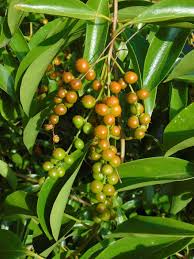 Image result for Citharexylum