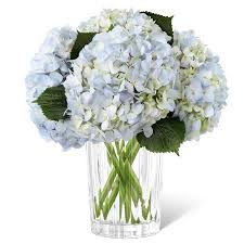 Hydrangea plants & flowers delivery. Joyful Inspirations Bouquet Hydrangea Bouquet Delivery