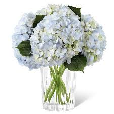 Maybe you would like to learn more about one of these? Joyful Inspirations Bouquet Hydrangea Bouquet Delivery