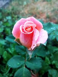 Macam macam bunga, nanaenoe, nusa tenggara timur, indonesia. Macam Macam Warna Bunga Mawar Yang Sudah Mekar Di Halaman Rumah Various Colors Of Roses That Have Bloomed In The Yard Of The House Steempeak