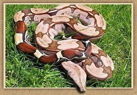 Largest online selection of captive bred reptile pets including pythons, boas, colubrids, lizards, as well as amphibians and invertebrates. Home Stockl Die Nr 1 Boa Constrictor Seite Im Internet
