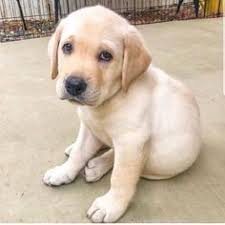 I Am A Labrador Owner In This Page I Will Provide Labrador Retriever Puppies Labrador Retriever Facts And Labrador Retriever Training Care Labradorretrieve Hayvanlar Shiba Inu Kopek