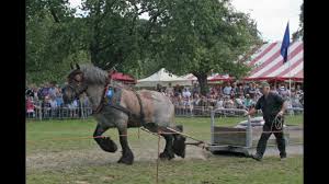 The belgian or belgian draft, french: Belgian Draft Horses Slideshow Pulling Contests Youtube