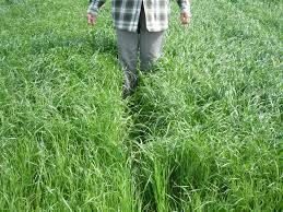 Some of the most common cool season grasses in the northeast ohio area include kentucky bluegrass, bentgrass, ryegrass, and fescue. Formula For Killing Tall Annual Ryegrass Plant Cover Crops