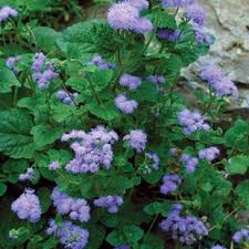Pin On Beeldmateriaal Tuinplanten Margot