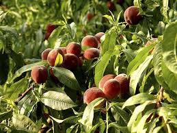 Check spelling or type a new query. Get It Growing Why Do Fruit Trees Fail To Bear Sequim Gazette