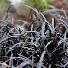 ophiopogon noir ophiopogon planiscapus nigrescens black mondo grass mondo grass black garden