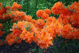 Azalea Azalea Orange Evergreen Low Growing Intense Colour Azalea Orange Is A Azaleas Landscaping Orange Plant Azaleas