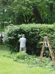 How often do you go to. Pruning To Trim Or Not To Trim Greenview Fertilizer