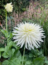 Image result for Disa cryptantha