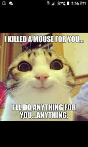 Creepy But Cute I Guess Cute Animal Memes Funny Animal Pictures Funny Animal Jokes